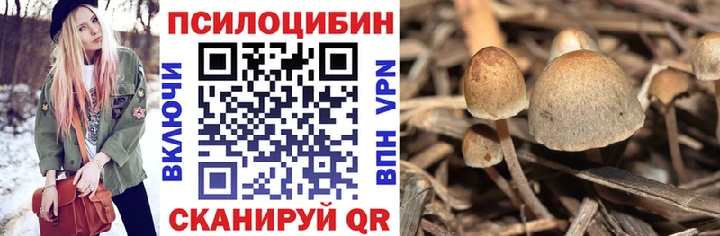 Псилоцибиновые грибы Psilocybe  кракен сайт  Чебаркуль 
